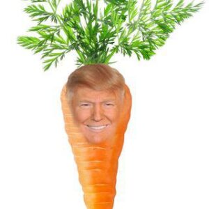 Carrots, organic table (to sell)