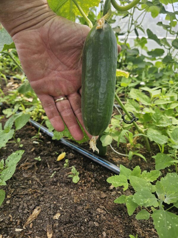 Cucumbers, local