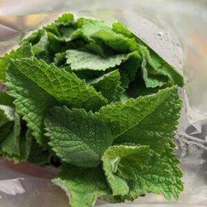 Fresh Mint, Local Ferris Ridge