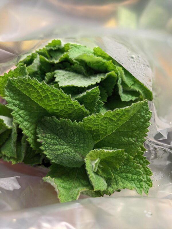 Fresh Mint, Local Ferris Ridge