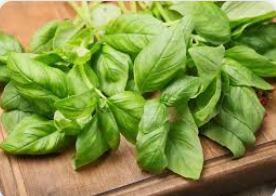 BASIL LEAF,OG2,SWEET,C/S