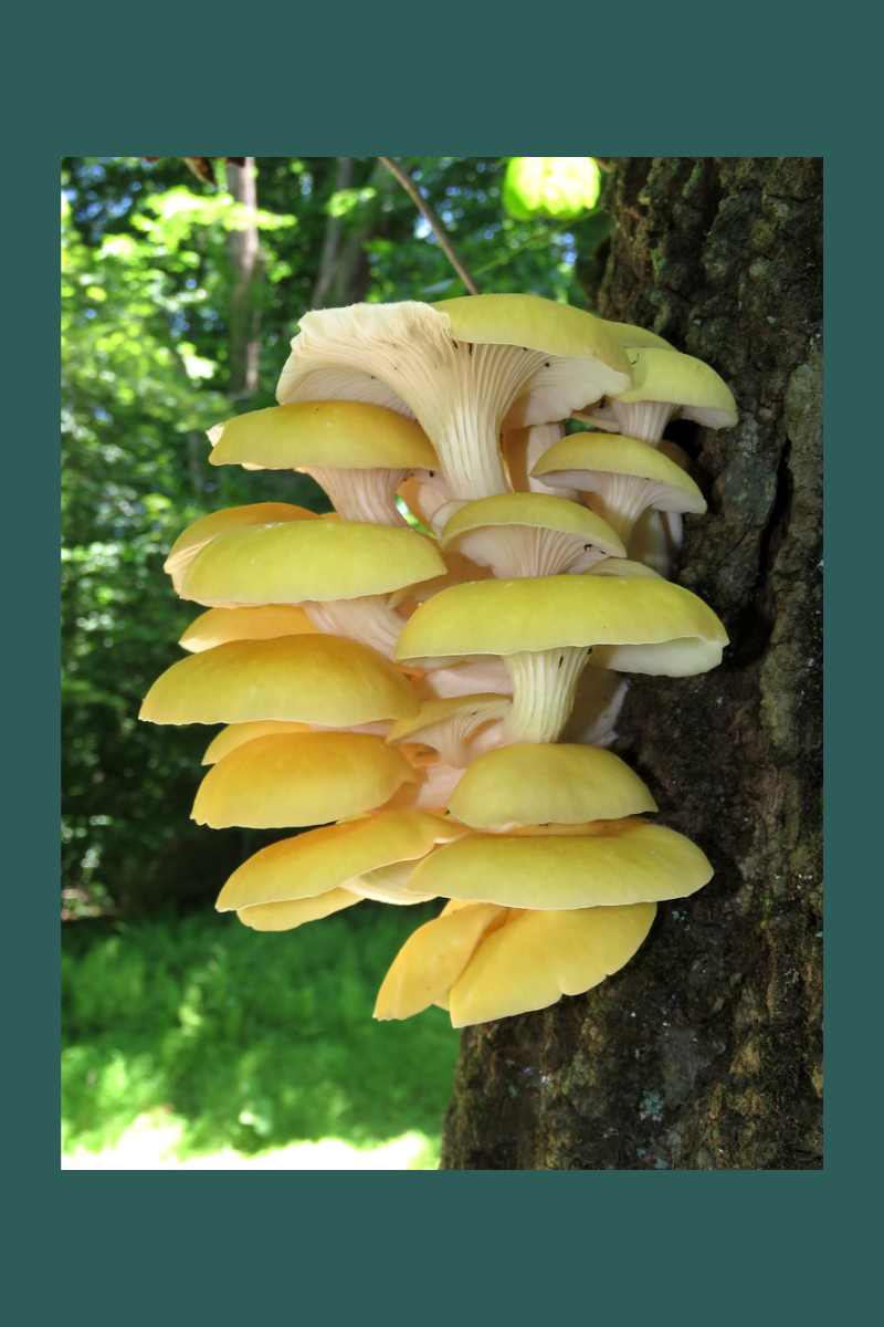 What’s the Big Deal with Yellow Oyster Mushrooms and Ergothioneine?
