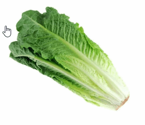 Romaine, Alberts